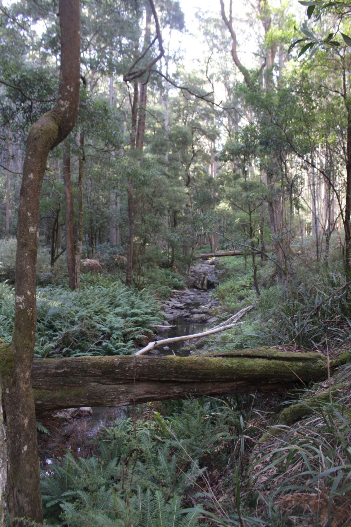 A narrow stream flowing between grassy banks with tall trees