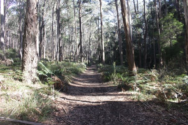 A dirt walkway between towering trees