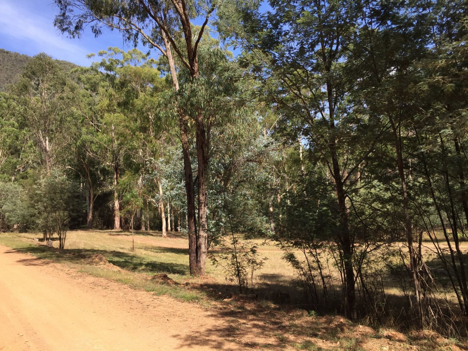 A row of trees beside a dirt road at a campground