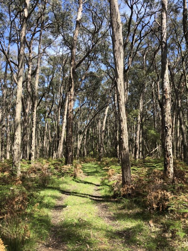 Trees and trail along Annya Walk