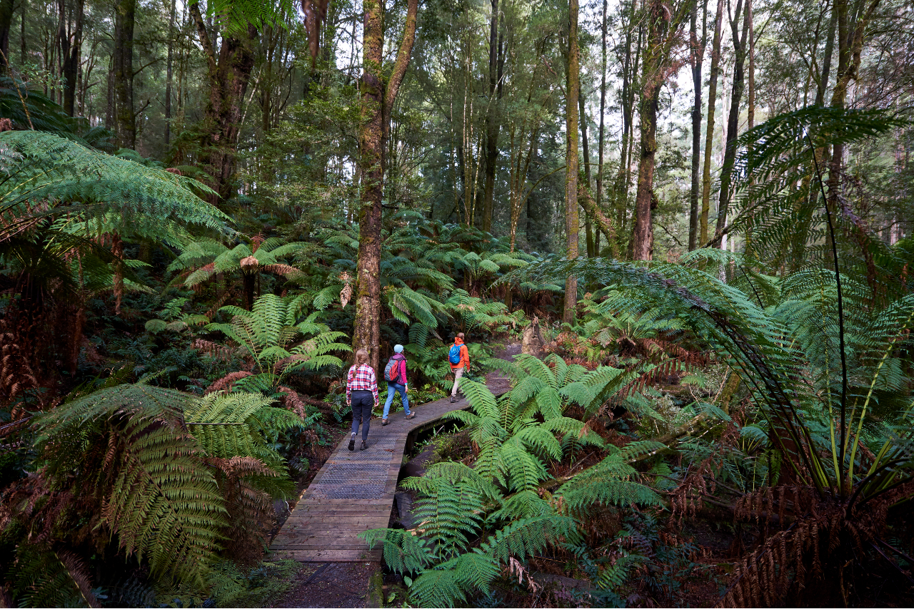 Three people bushwalking in Beauchamp Falls in the Otways  