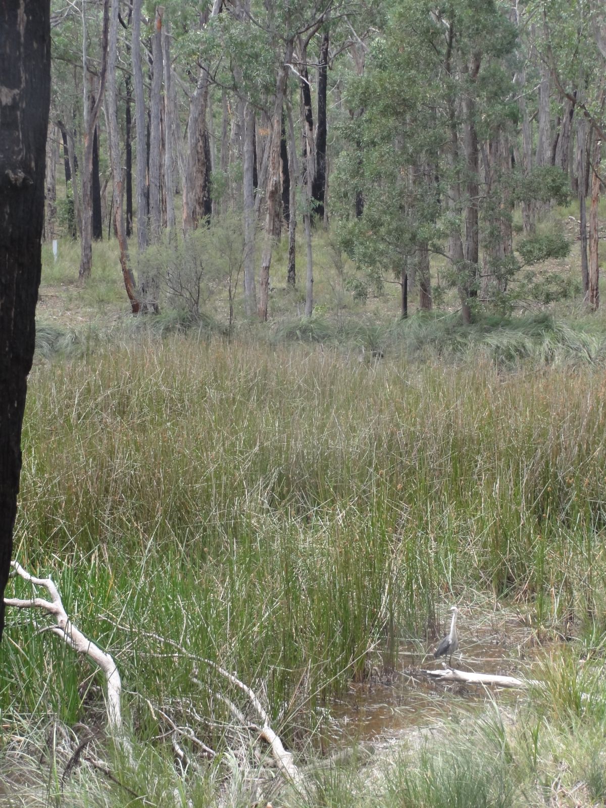 Boggy grass in the foreground with tall forest in the background