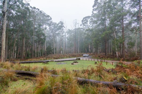 Grassy picnic area with picnic tables in the distance