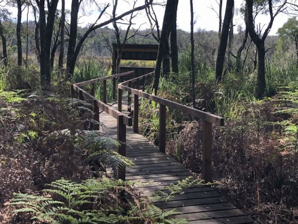 Ferns and boardwalk along the Annya Walk.