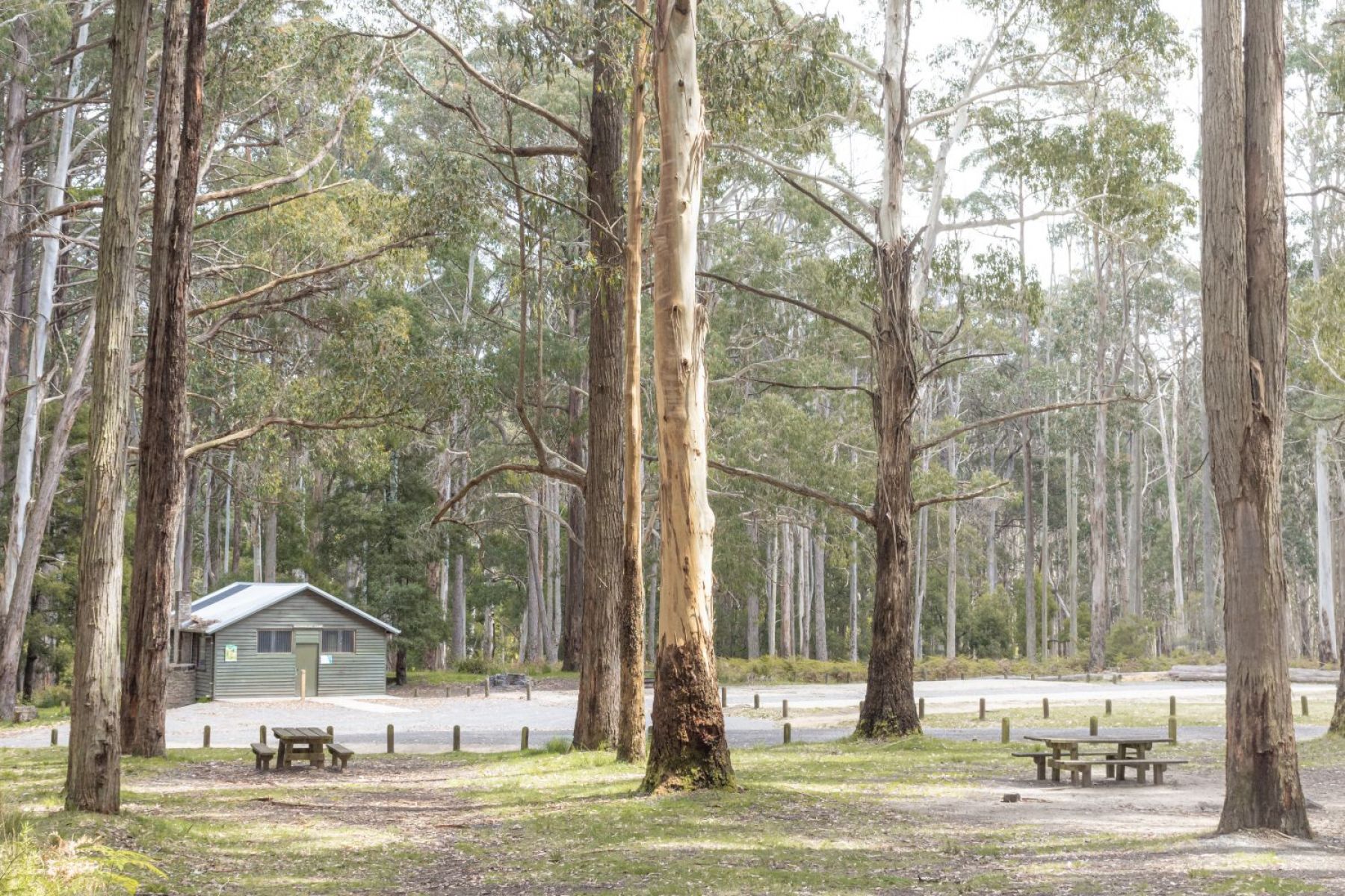 Two wooden picnic tables are in the foreground, a large grey hut is in the background and tall trees grow throughout the site.