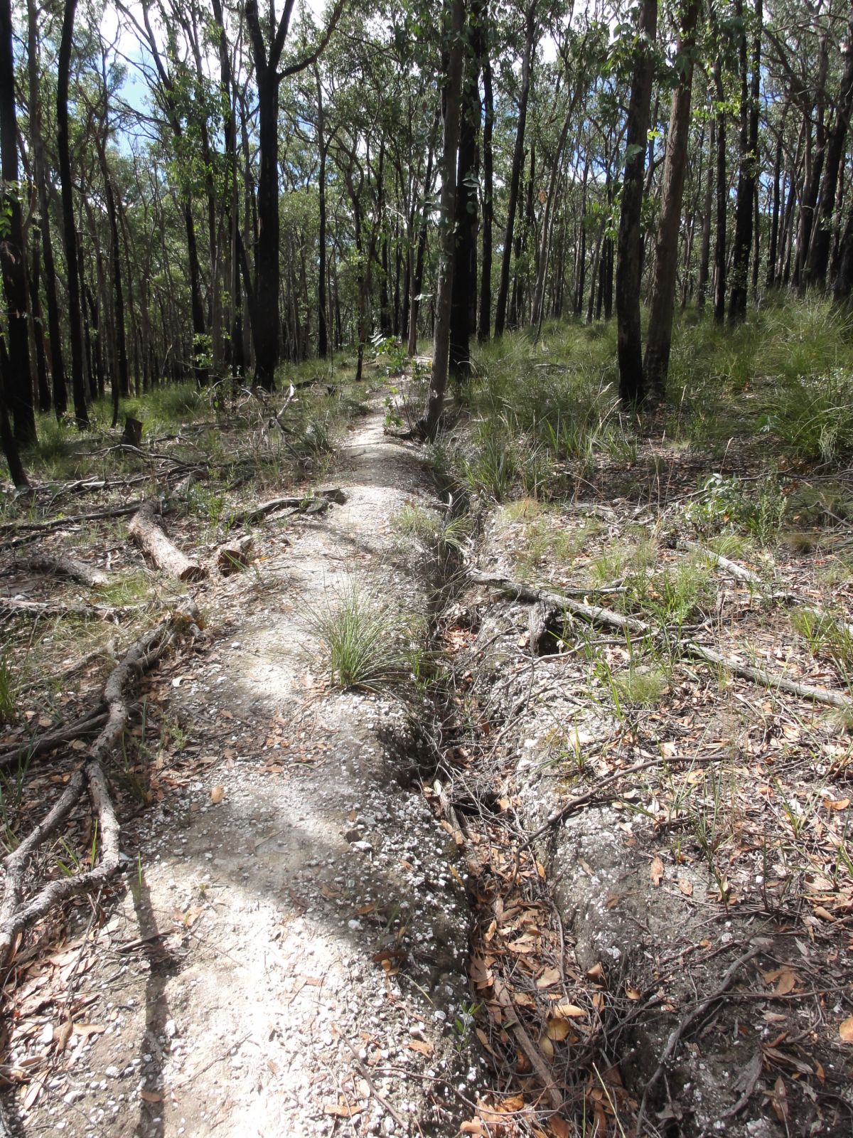 Remains of a water race built by miners in the forest