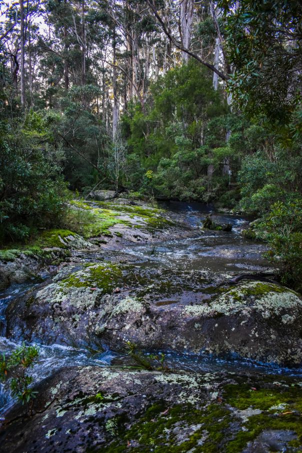 Water running over large rocks making a waterfall surrounded by tall green trees