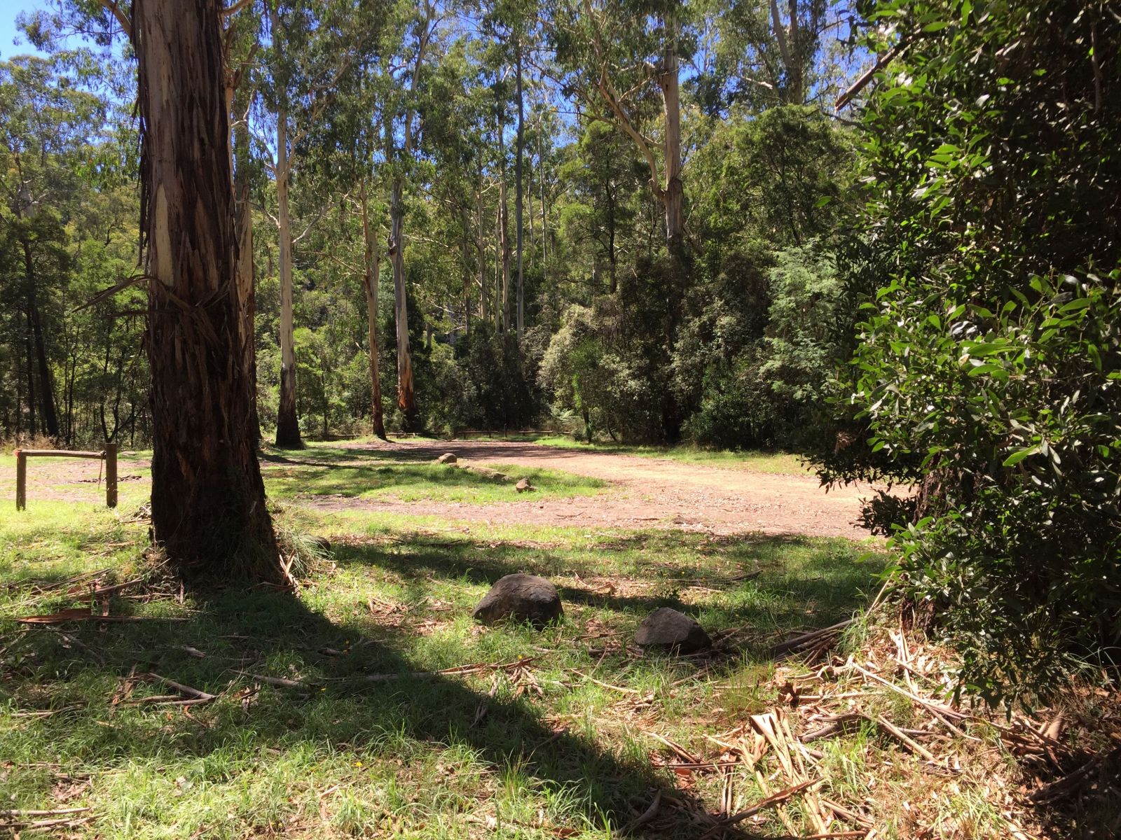 The edge of a partly grassy campground with some tall trees