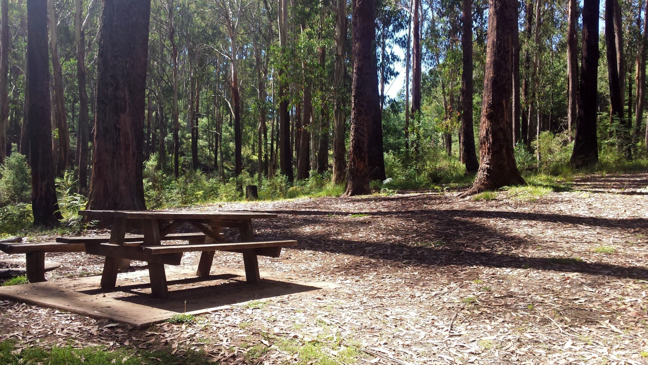 A picnic table set in an open area next to tall trees