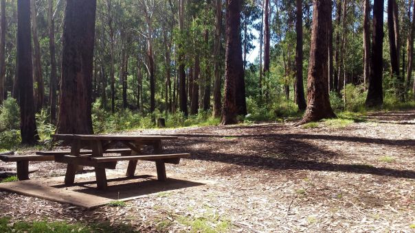 A picnic table set in an open area next to tall trees