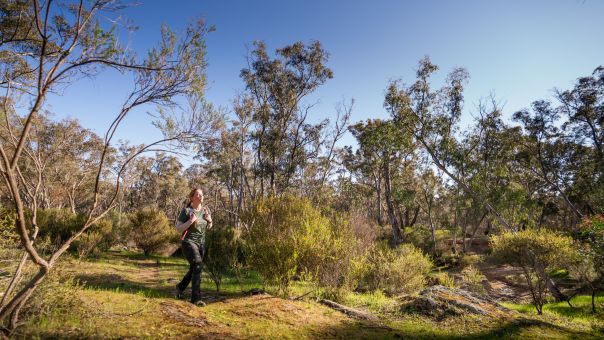 A woman hikes through green bushland