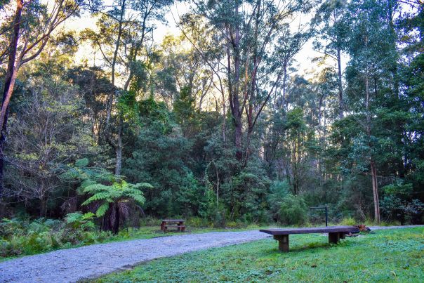 A pathway next to a flowing creek in the forest