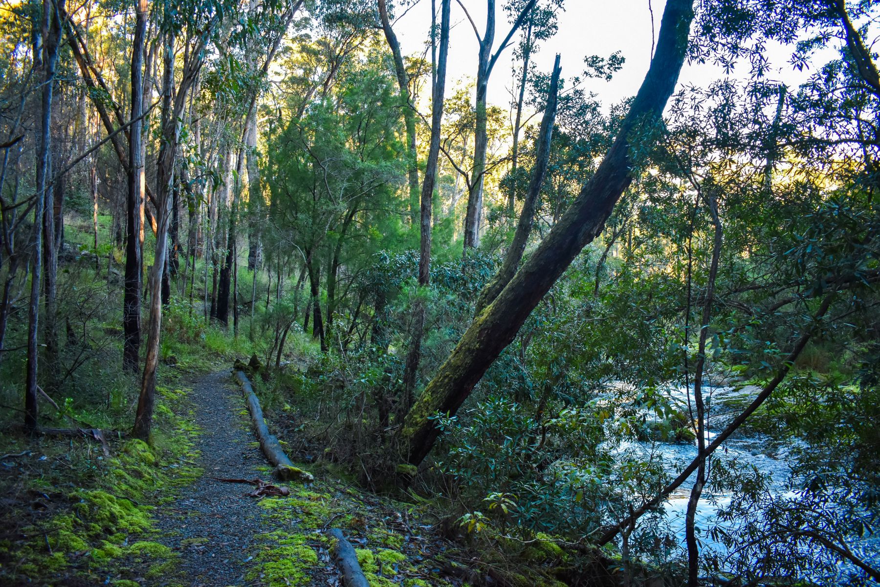 Gravel walking track by Little Cabbage Tree Creek