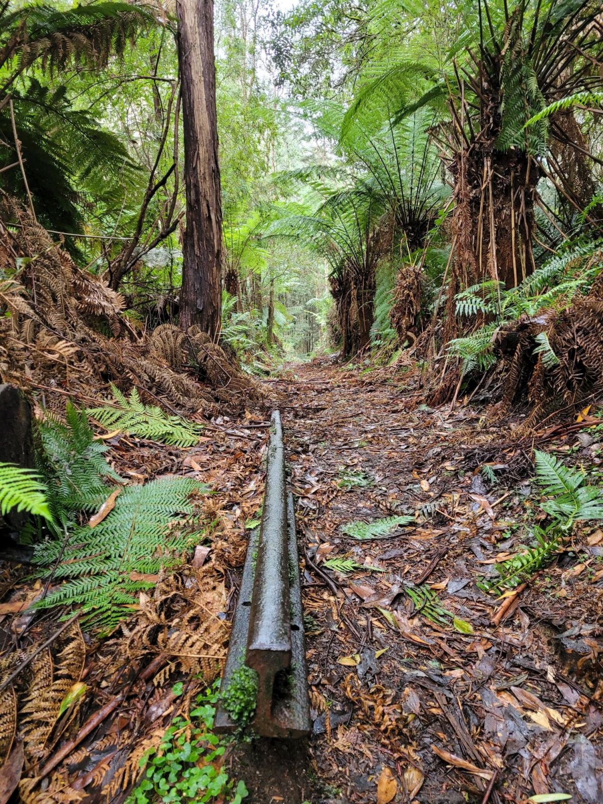 Metal rail from old tramway sitting on forest floor