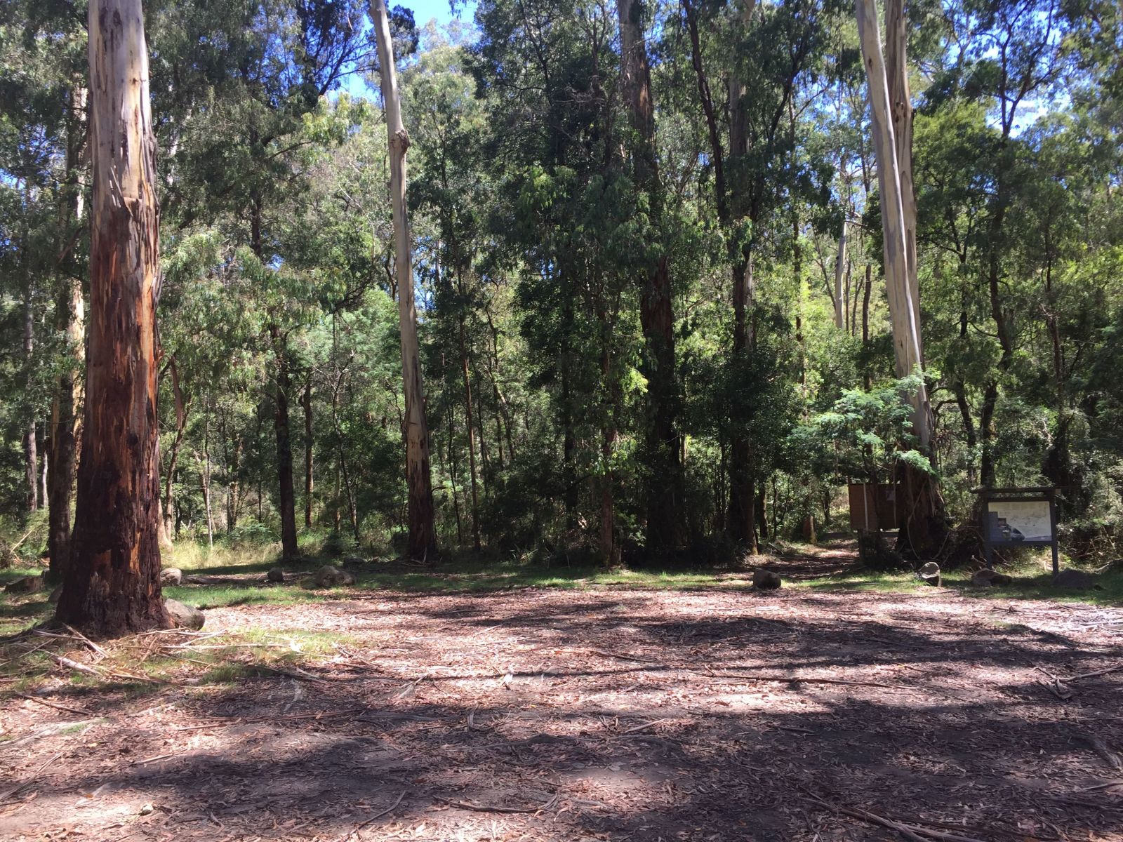 An open campground with an information sign and tall trees beyond