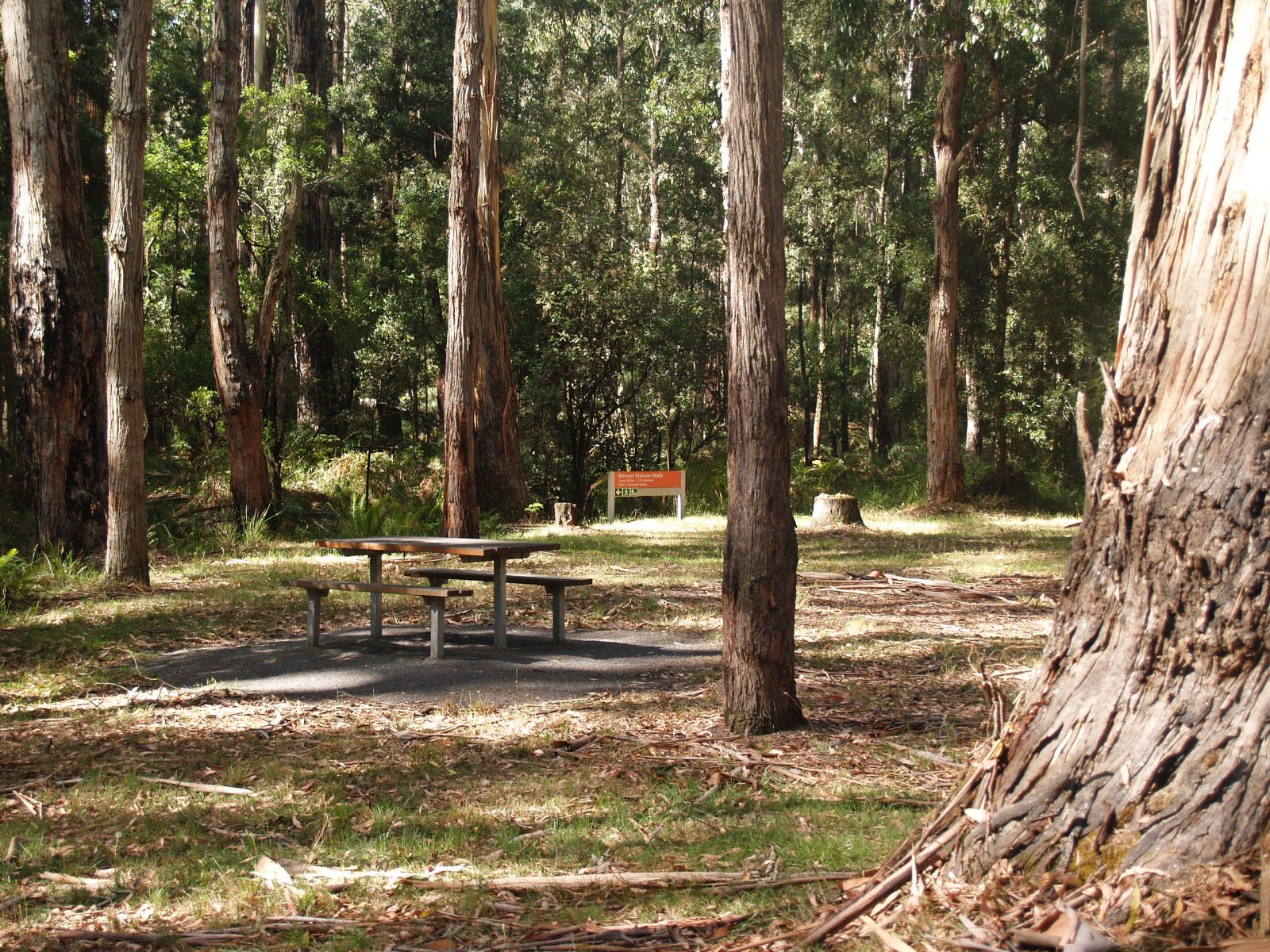 A grassy picnic area shaded by tall trees