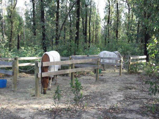 2 horses kept in horse yards