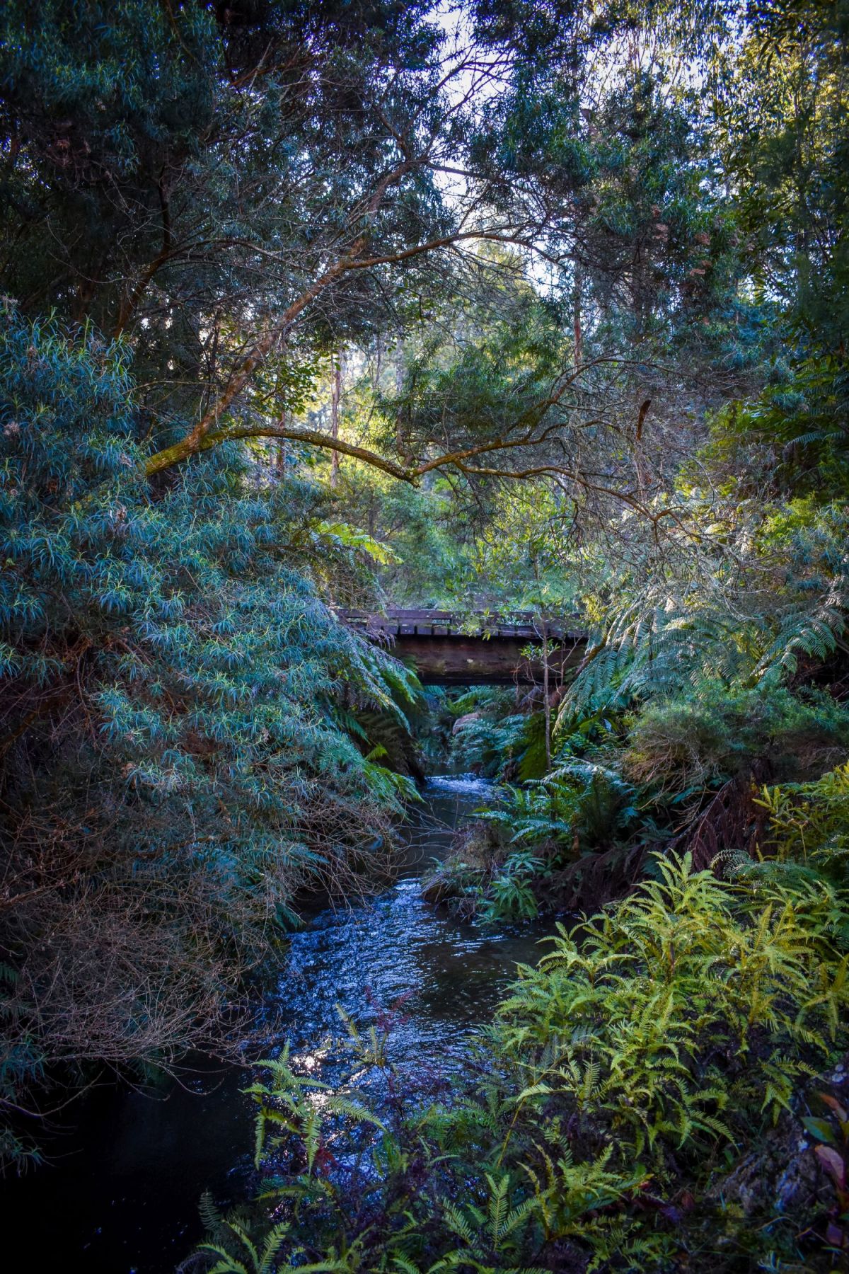 A wooden bridge spanning a river surrounded by trees