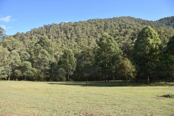 Large open grassy areas of Shippens Flat, nestled in the Buckland Valley Forest. Flat green grass in the foreground and dense forest trees in the background.