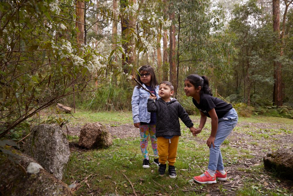 Three children look closely at a tree.  