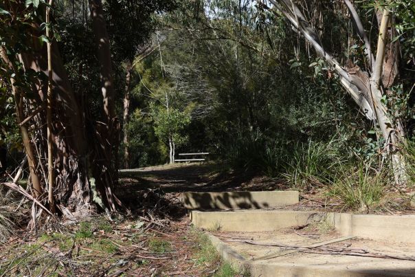 Steps leading into the forest for Whipstick Loop walk