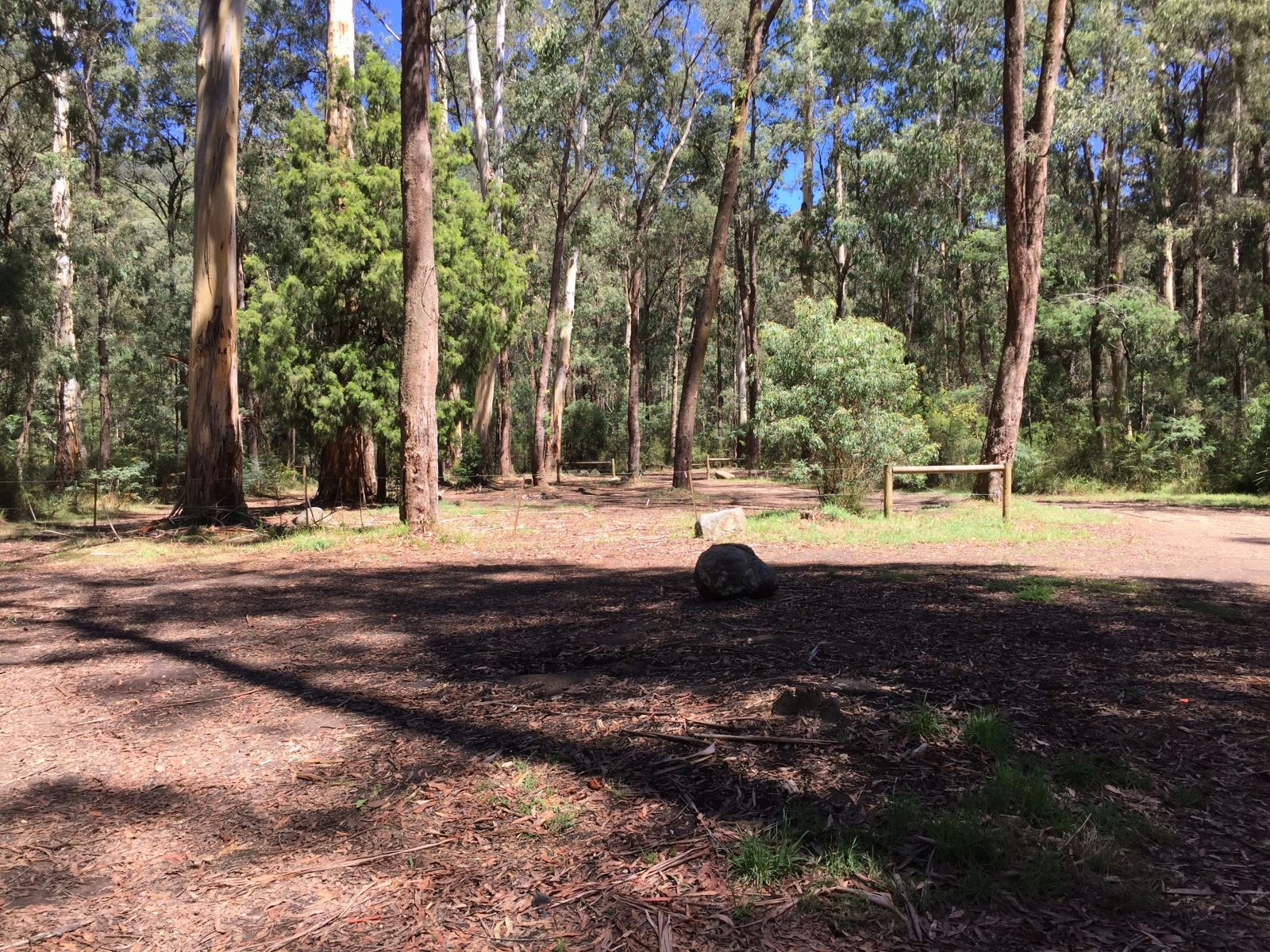 An open campground with tall trees at the perimeter