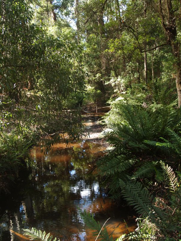 A muddy-coloured creek with fern-covered banks