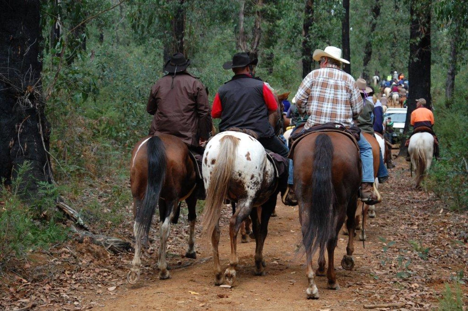 A trail of people riding horses through the forest