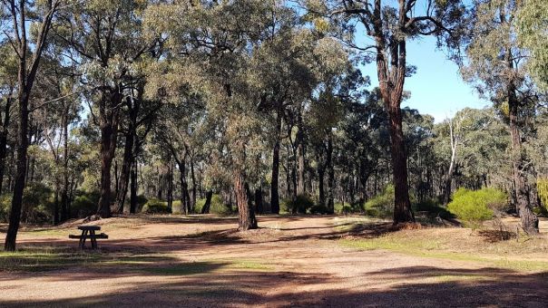 Open space with a picnic bench surrounded by Ironbark trees