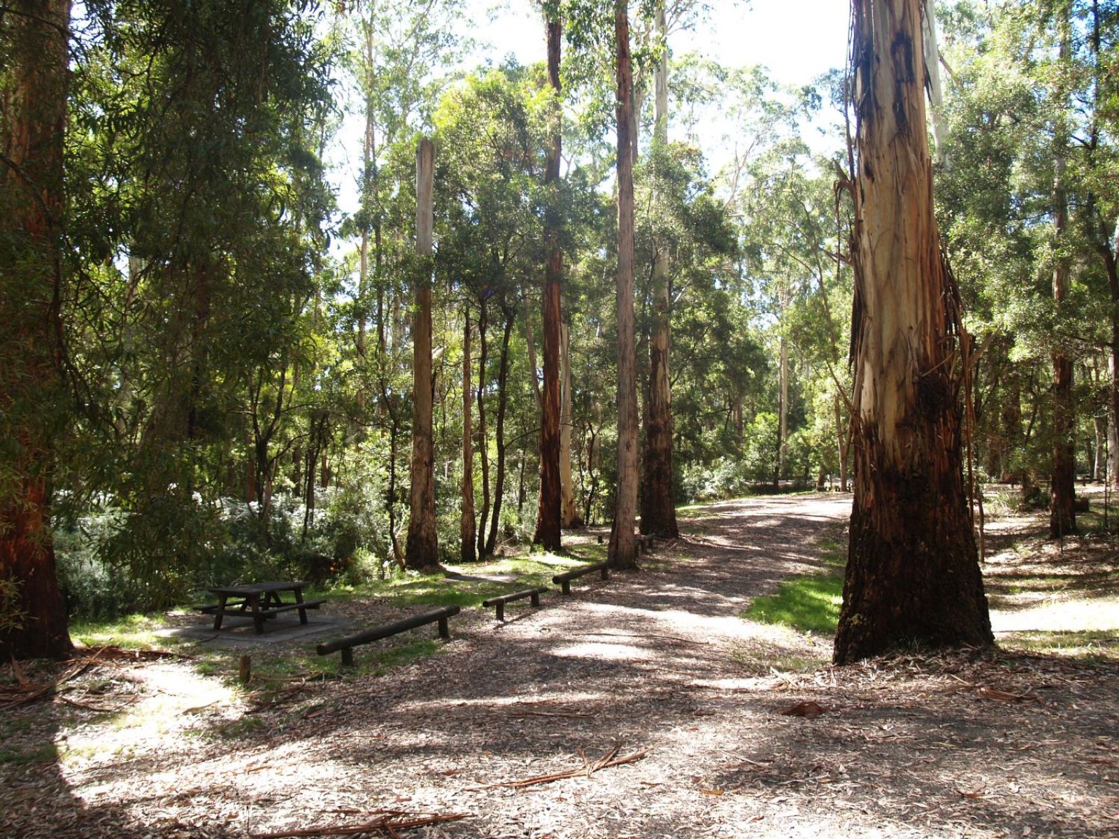 An spacious picnic area under a canopy of trees.