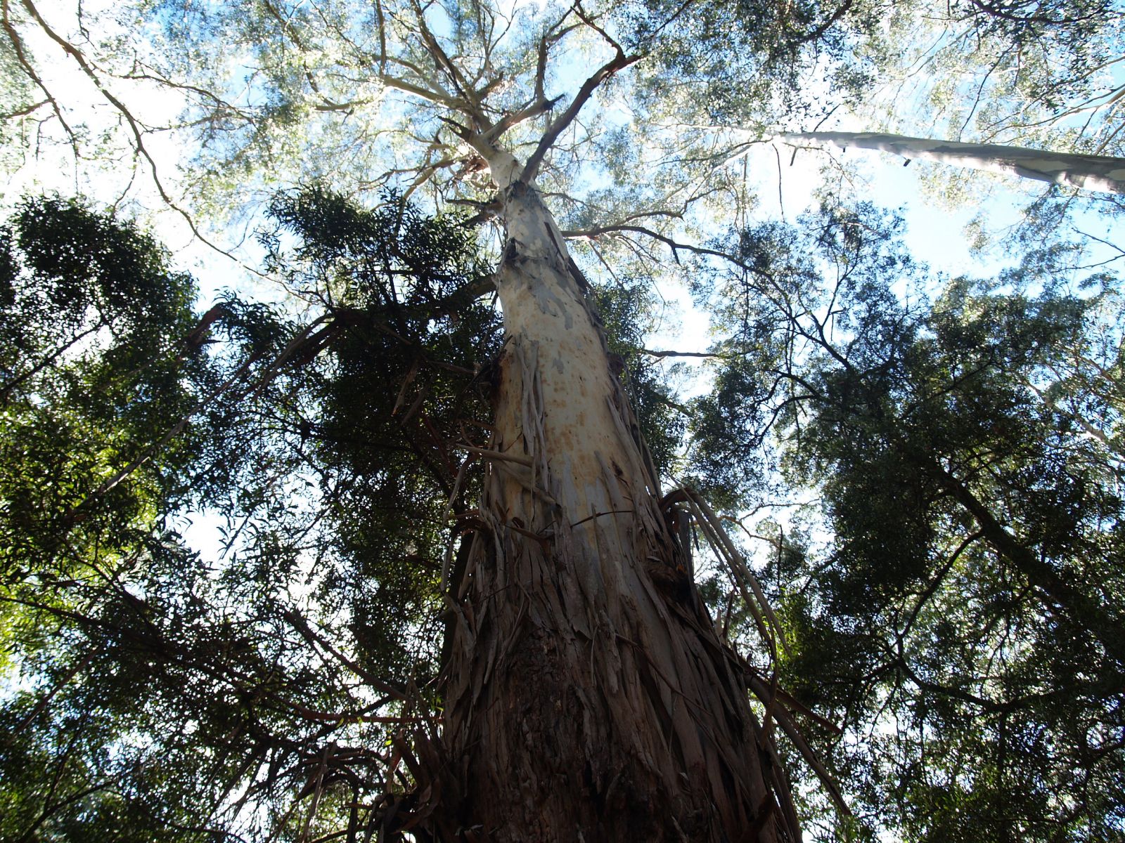 A view from the ground up to the top of towering eucalypt trees