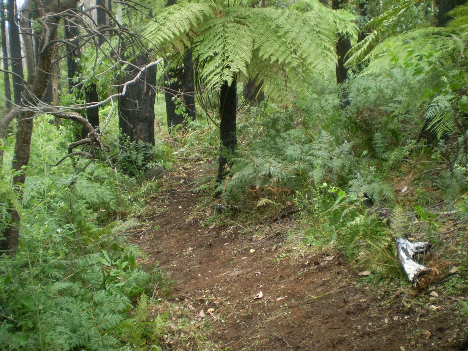 A dirt trail leads through ferny bush