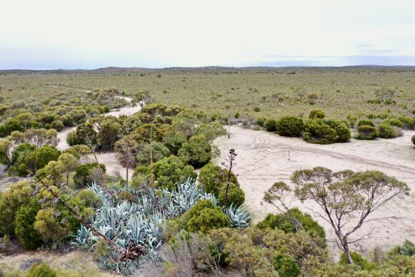 An aerial view of dirt tracks through the bush