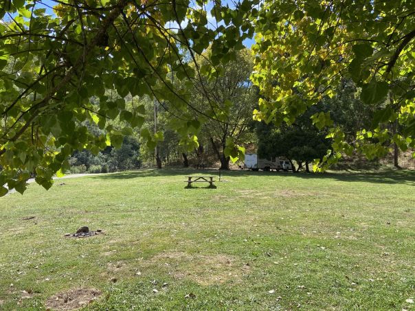 A view of the main camping area surrounded by native forest 