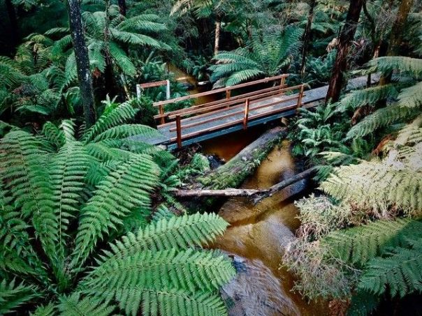 A wooden walking bridge with wooden railings that spans a short water way, surround by ferns