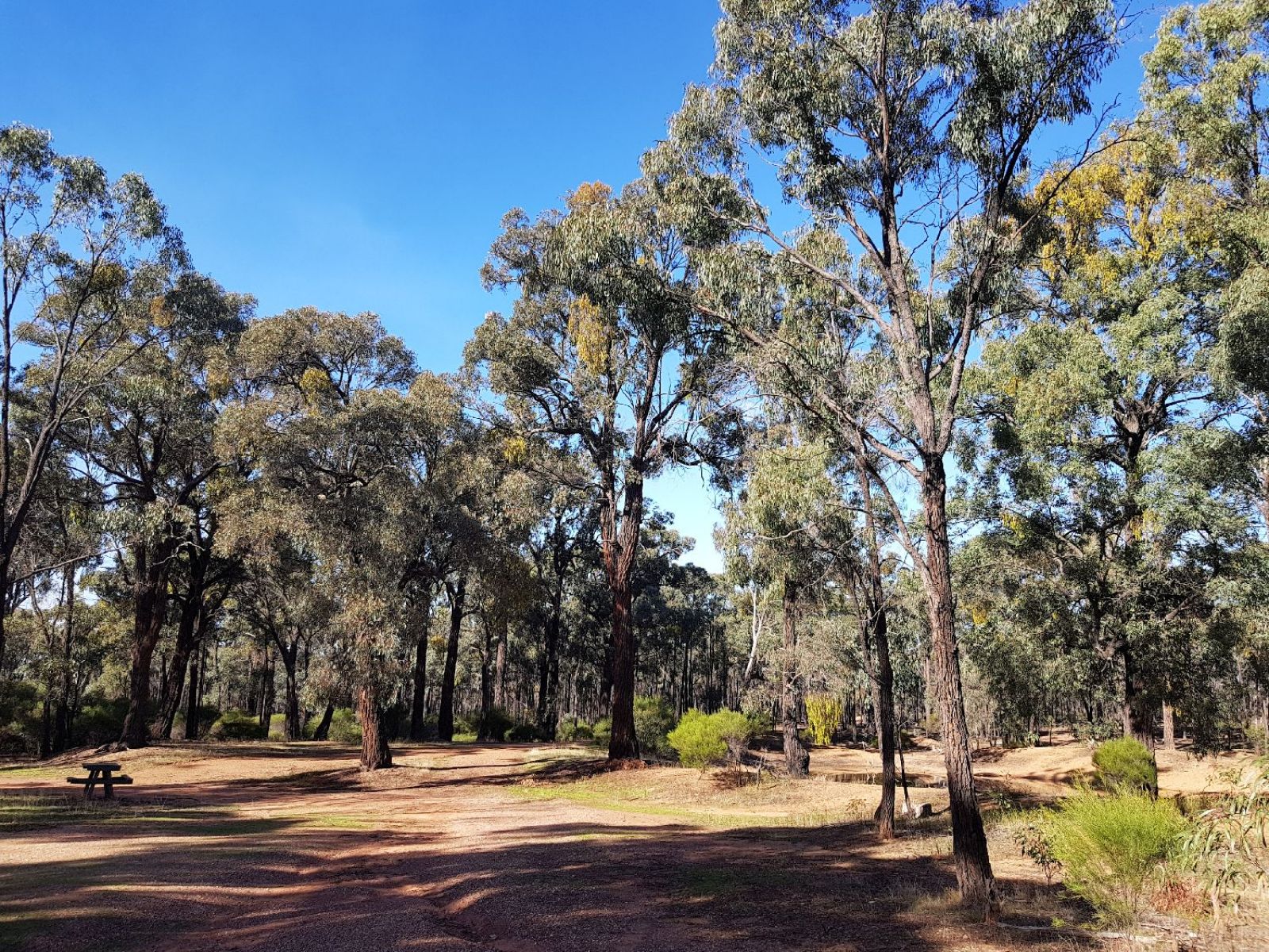 Picnic area with tall Ironbark trees. A picnic table on the left side. 