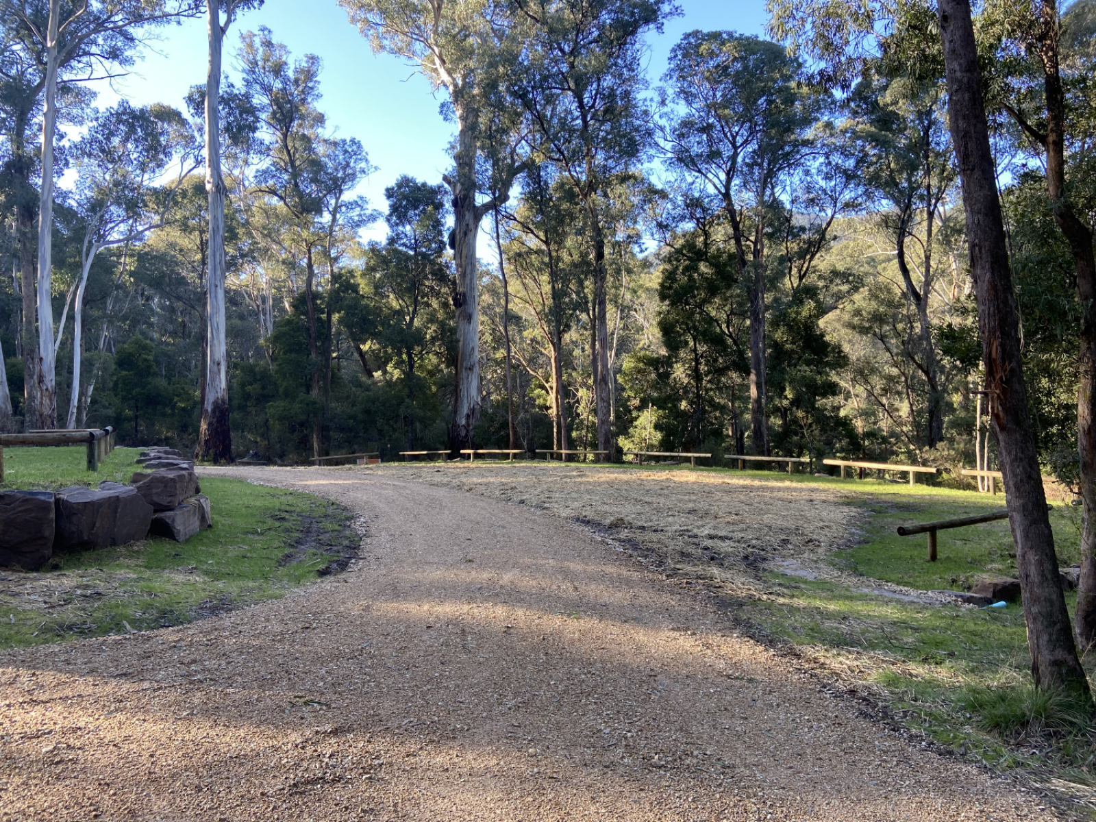 Tall gum trees surround a flat grassy clearing. Light from the sun streams through the trees.