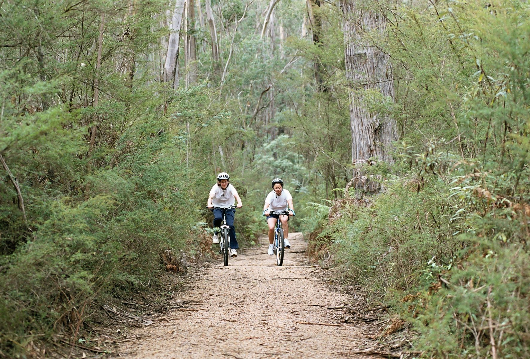 Two women riding mountain bikes on a trail through forest