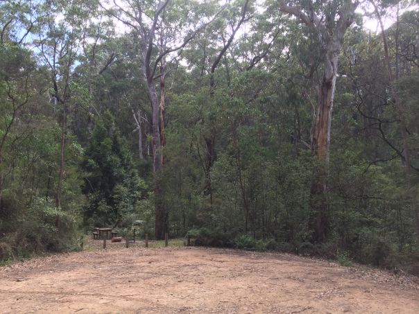 A circular clearing bordered by tall trees and a picnic table