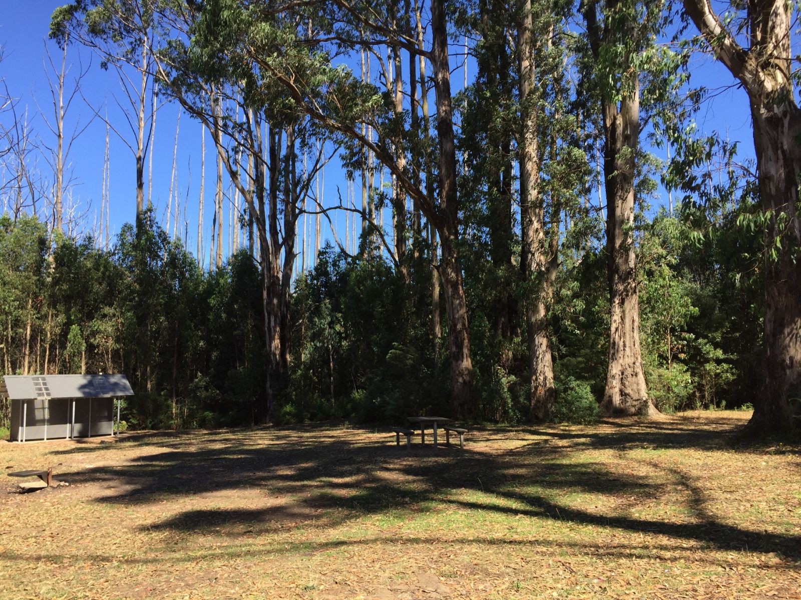 A grassy picnic area with picnic table and toilets and tall trees