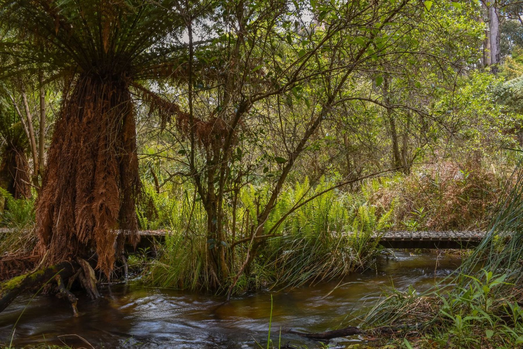 The boardwalk beside a small creek