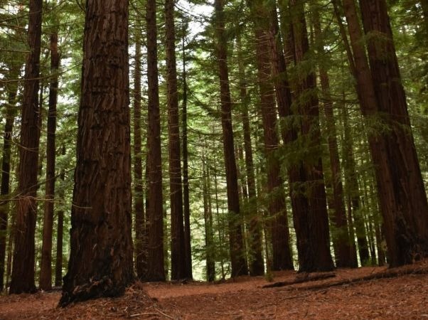 A plantation of tall Californian Redwood trees. They have rough brown bark and large branches with thin pines.