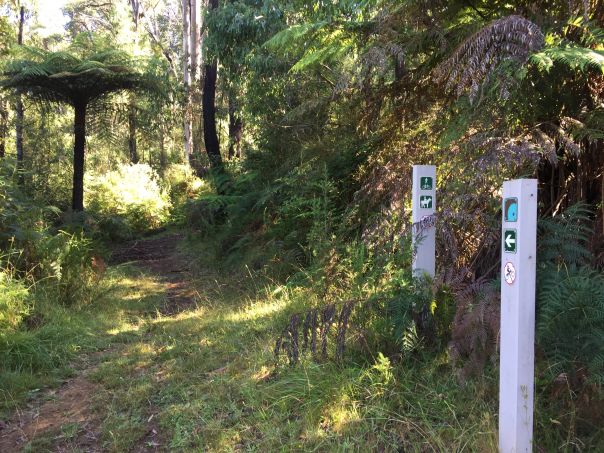 A dirt trail through green forest with many ferns