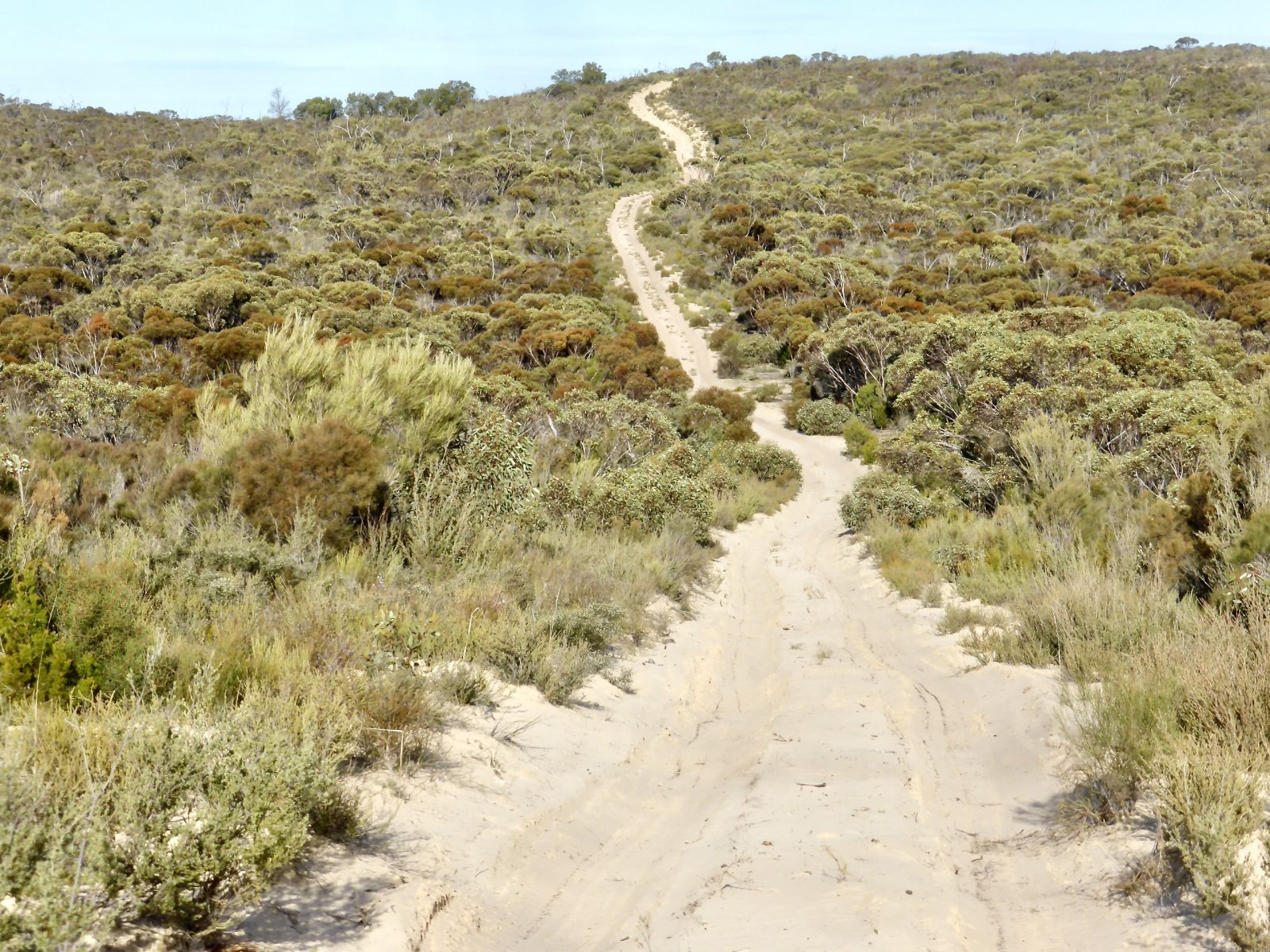 An aerial view of dirt tracks through the bush