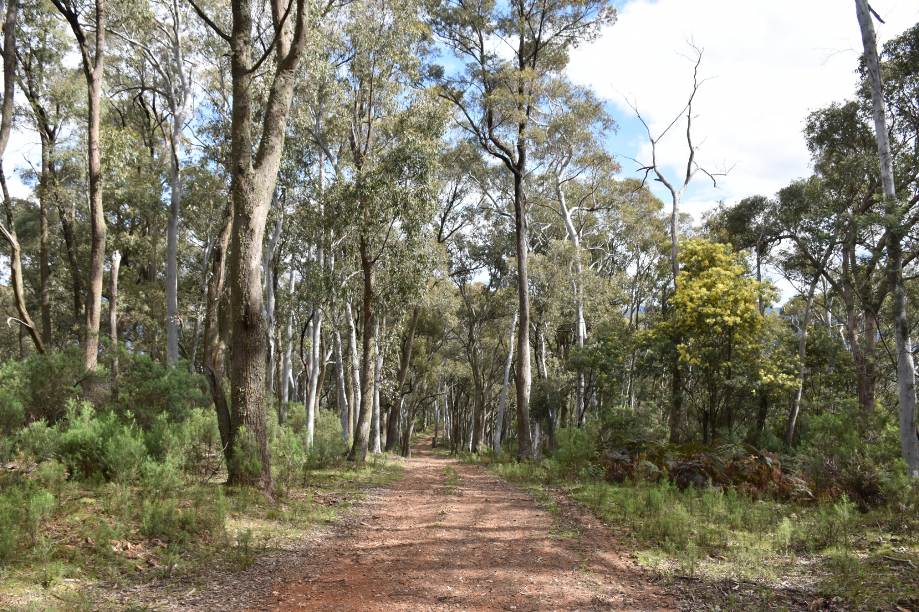 A dirt track surrounded by tall gum trees.