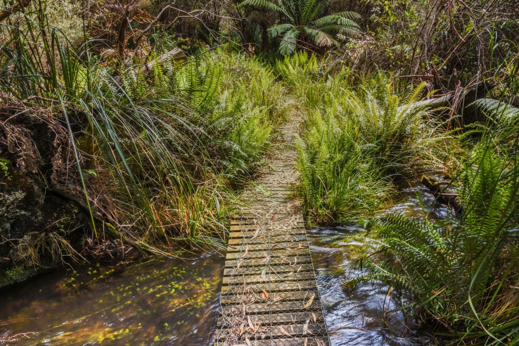 A wooden boardwalk leading over the creek