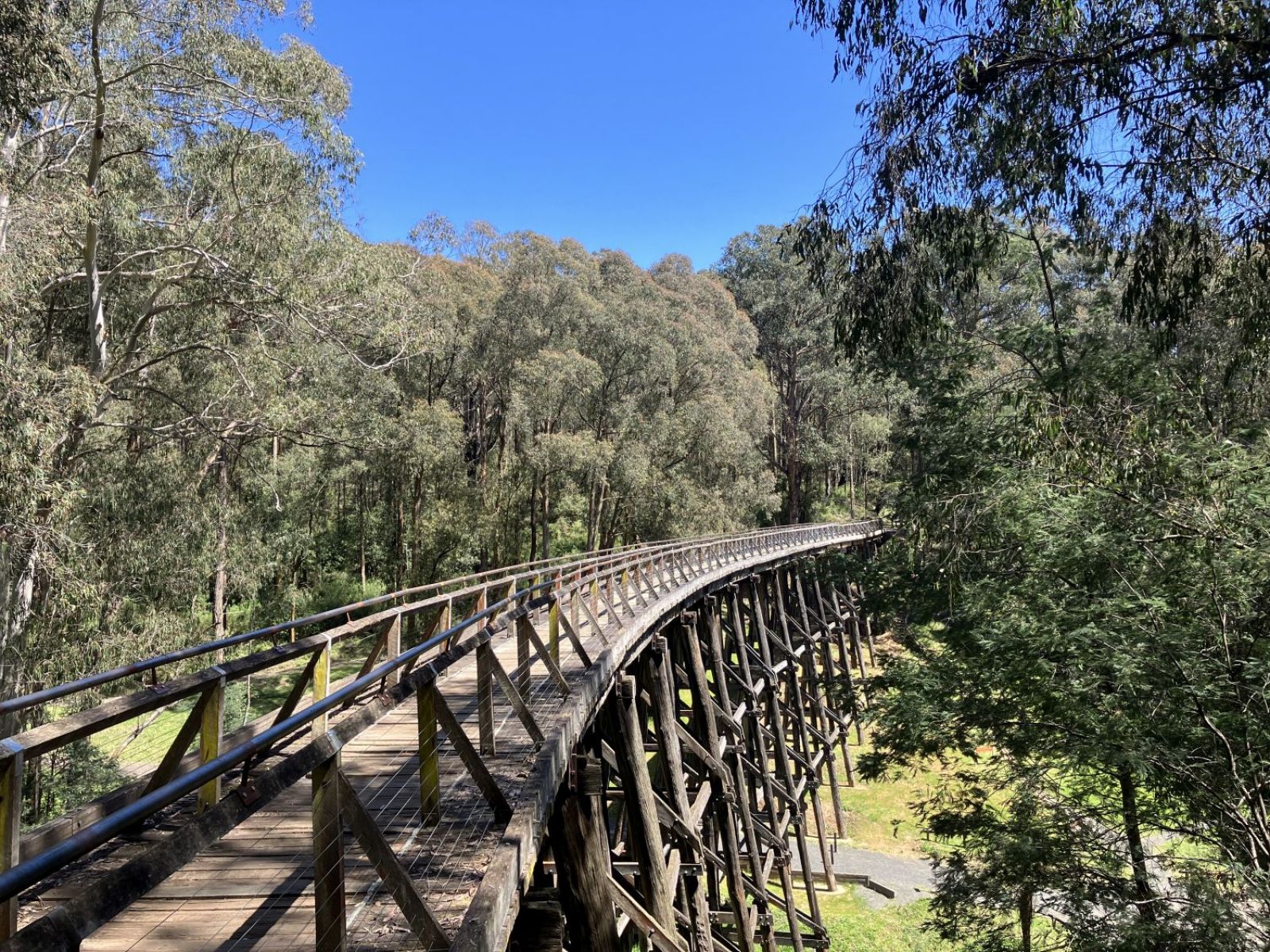 Huge historic old timber trestle bridge that bends around the corner surround by tall trees. 