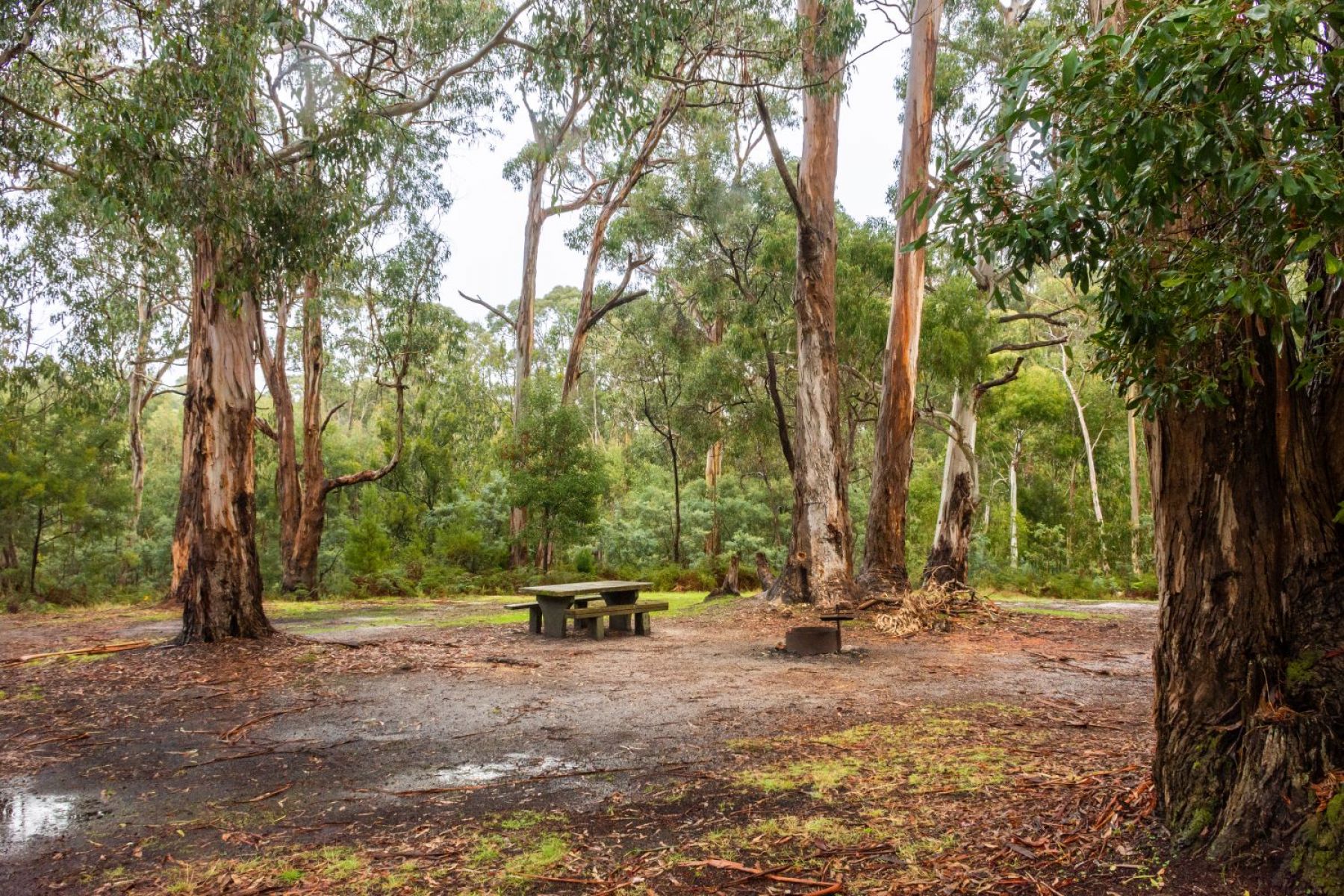 Picnic table under canopy of mature trees