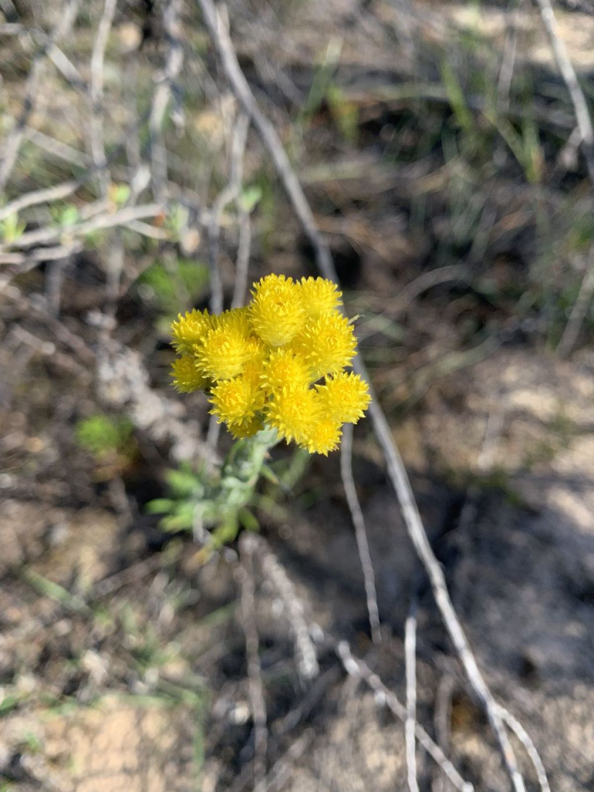 A small round yellow flower with short angular petals