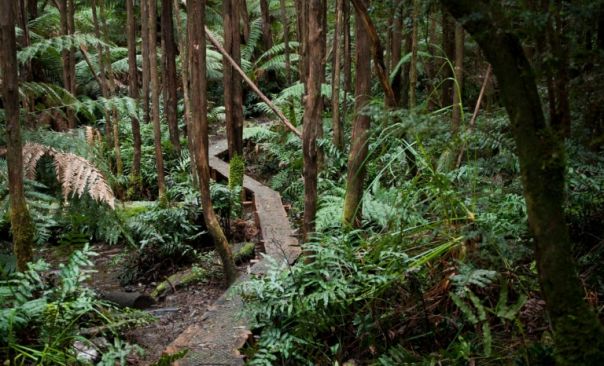 Lush green forest with a boardwalk running through 